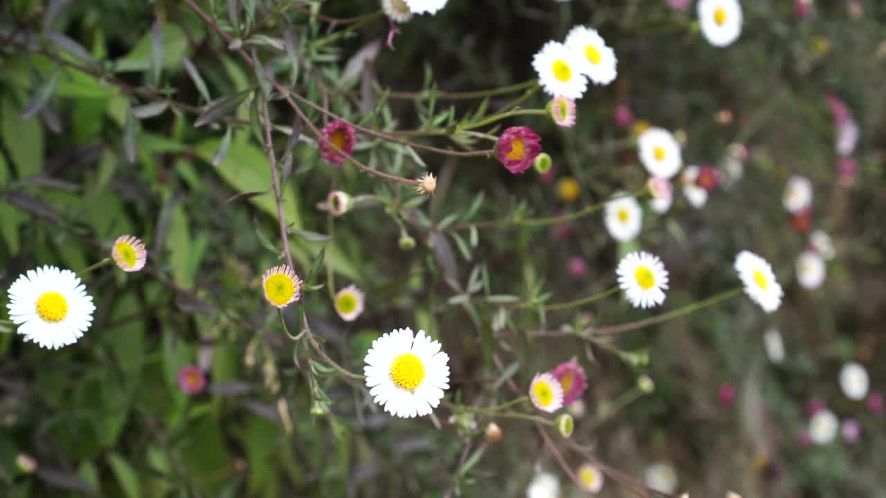 金盏花特写视频下载