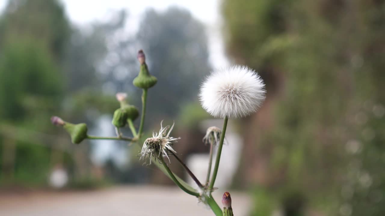 蒲公英在风中枯花视频下载