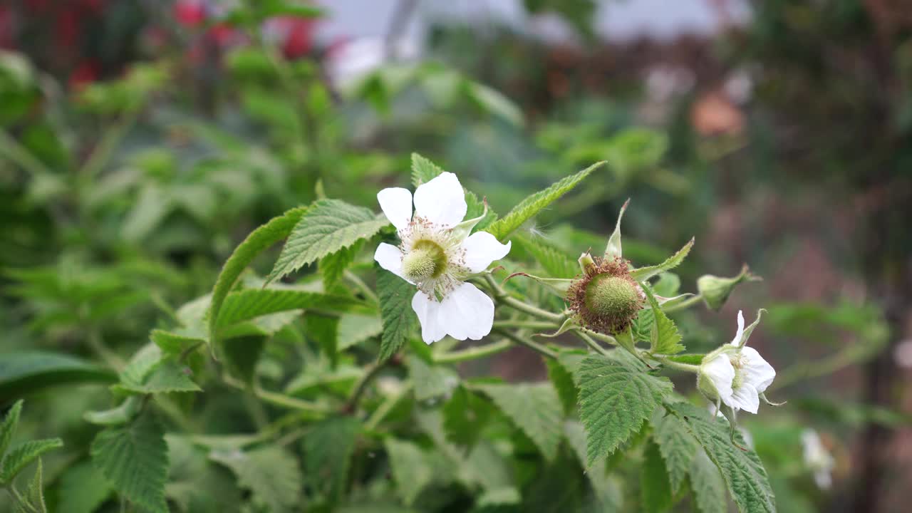 蔷薇花的白花视频素材