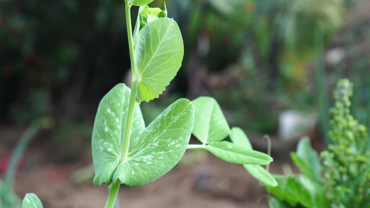 菖蒲属植物芽视频下载