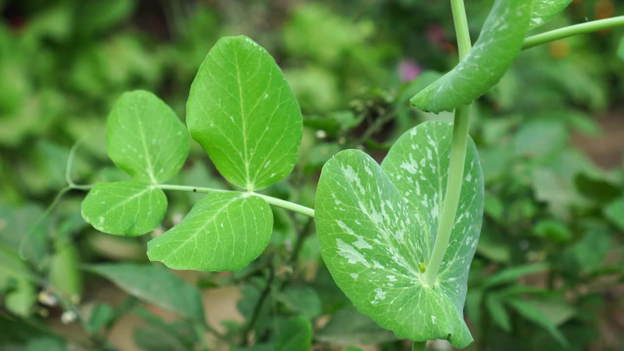 菖蒲属植物的叶子视频下载