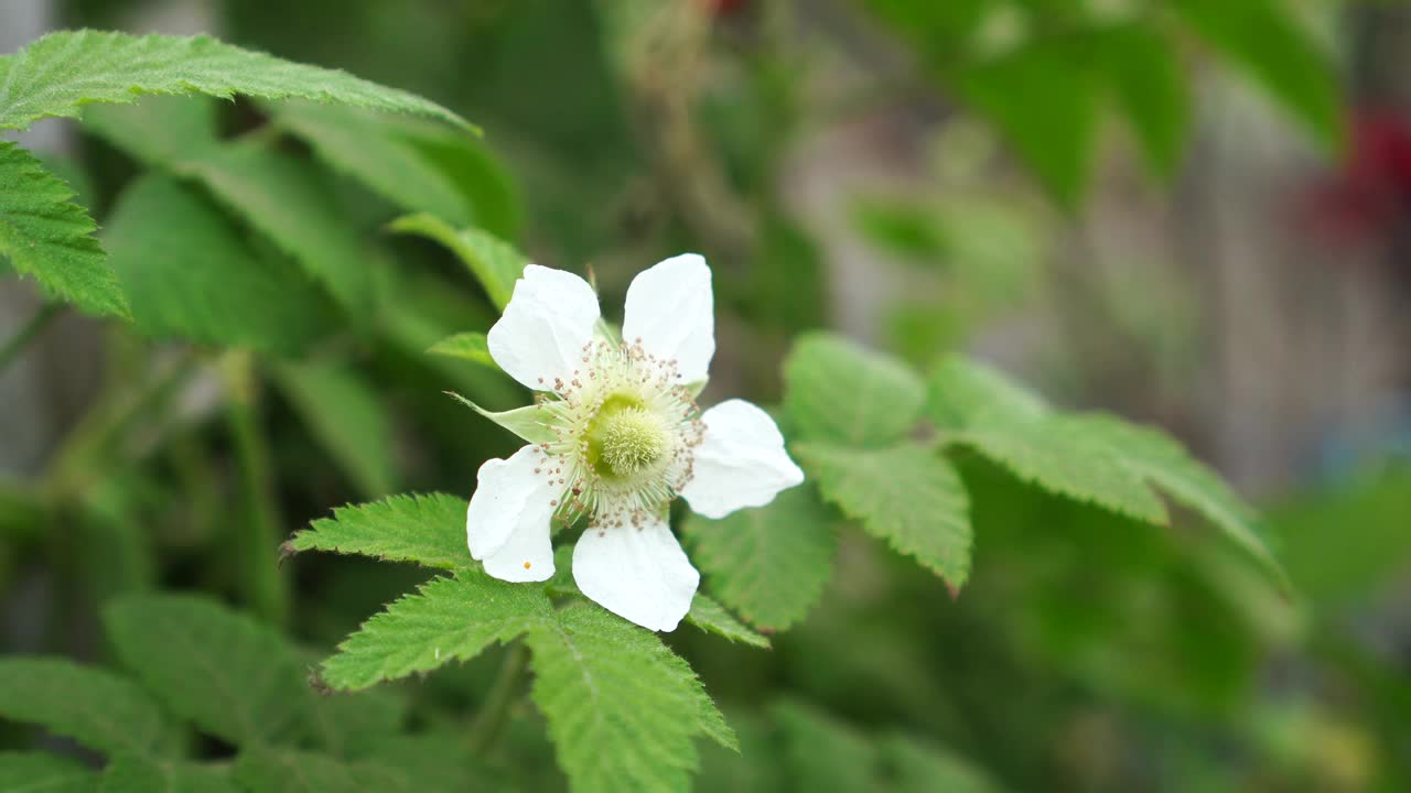 蔷薇花特写视频素材