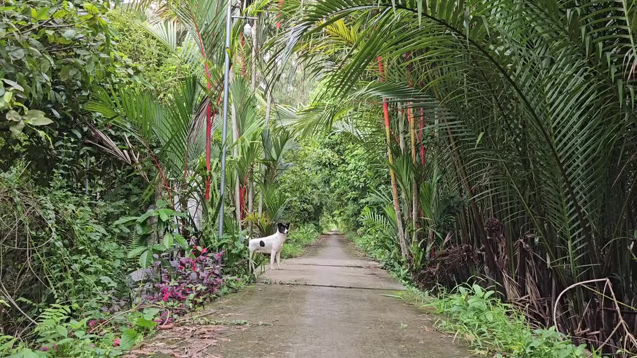 清晨，一只快乐的小狗在越南湄公河三角洲永隆省芒提区村庄狭窄的街道上。视频下载