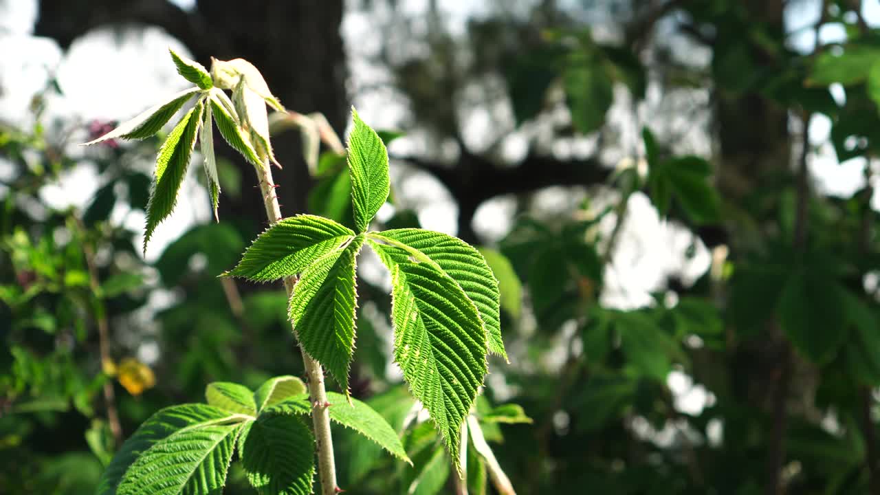 近距离观察红毛茛植物视频素材