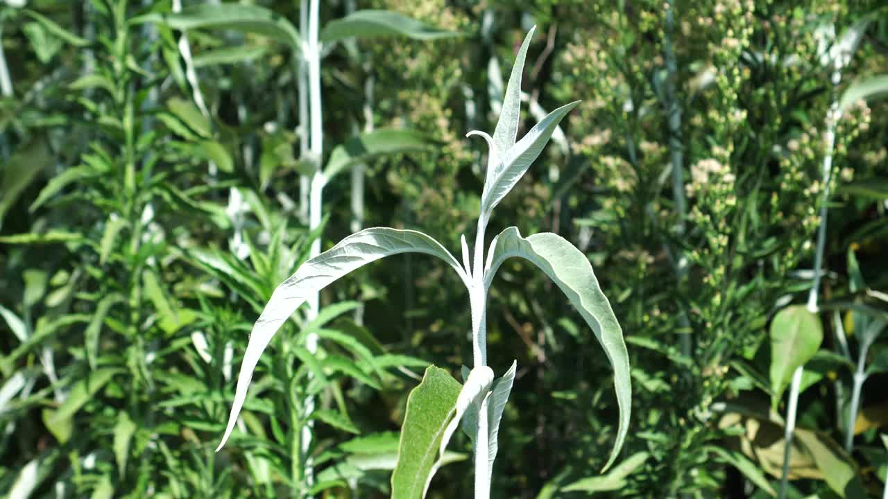 森林里的菩提树视频素材