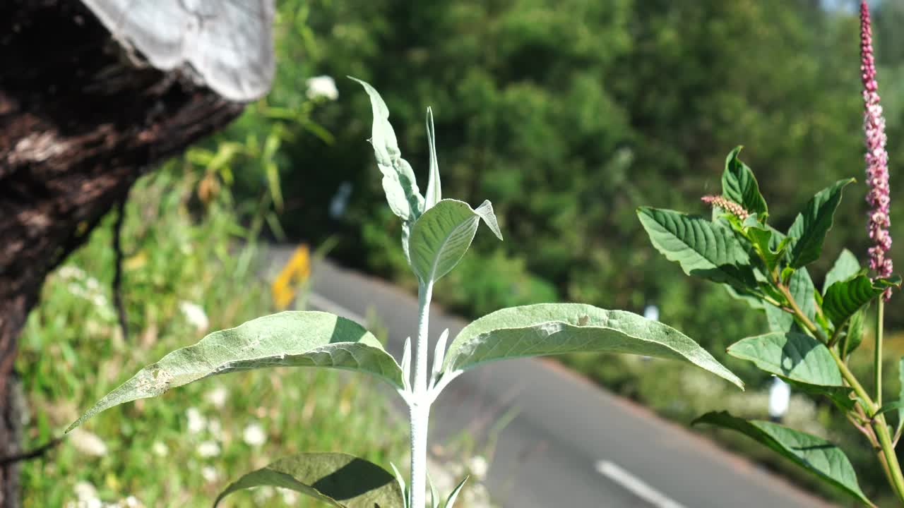 风中毛茸茸的蝴蝶丛视频素材