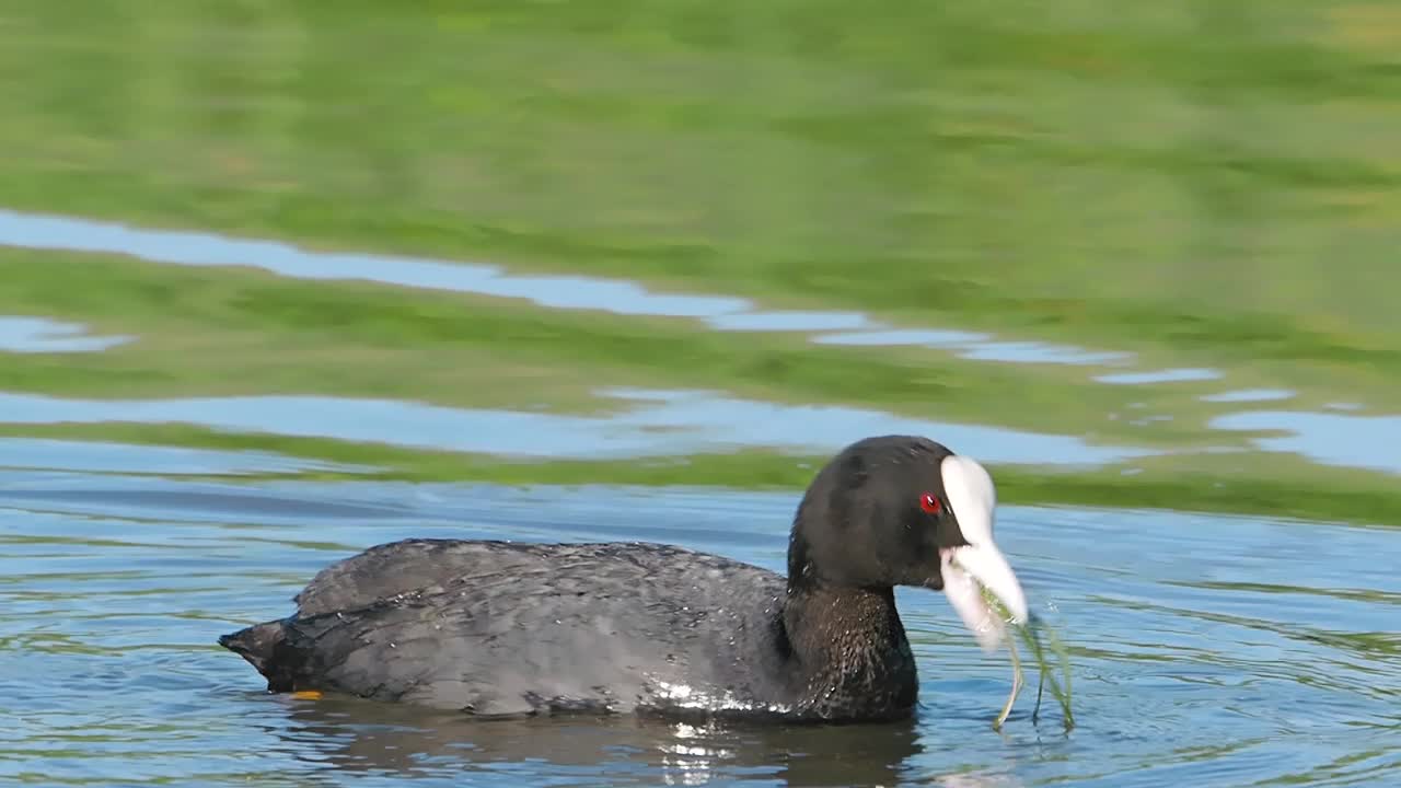 普通白骨顶鸭(fulica atra)在湖中吃海藻视频素材