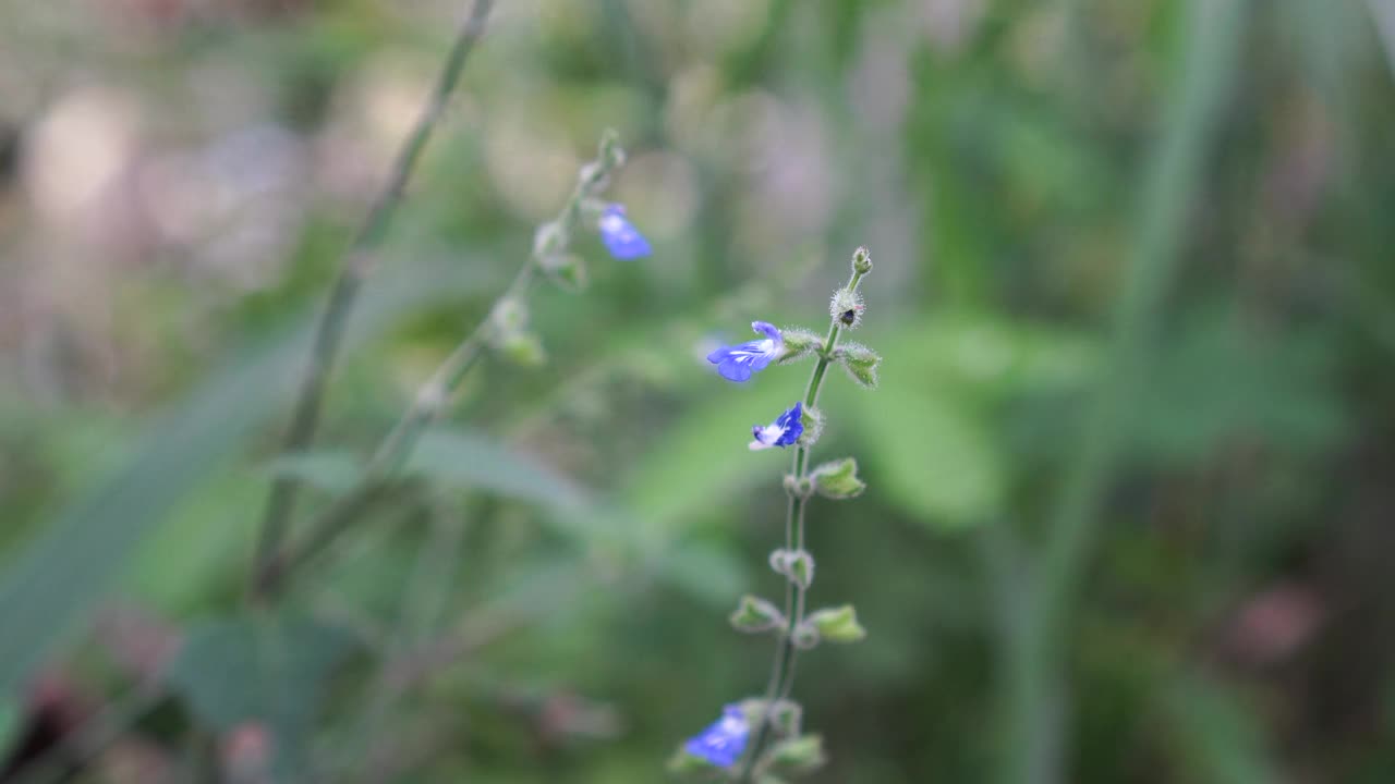 蓝色的花鼠尾草在草视频下载