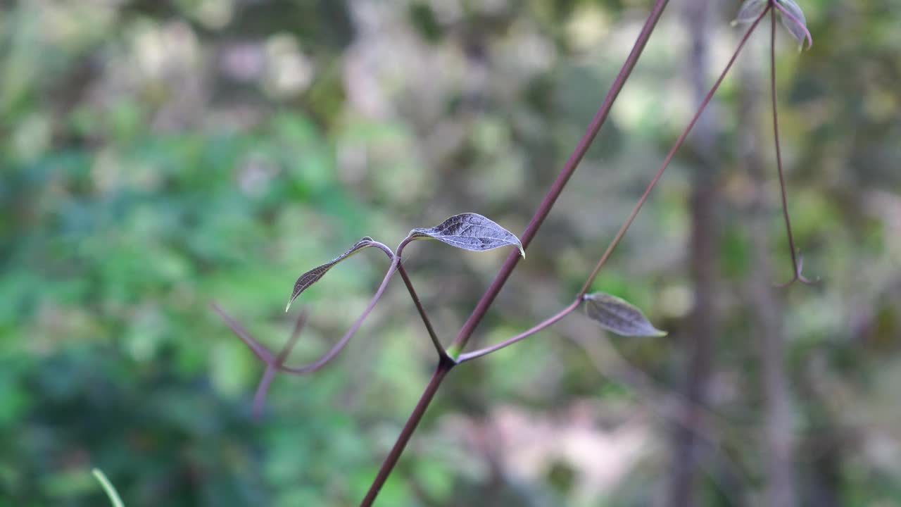 风中的铁线莲属的叶子视频下载