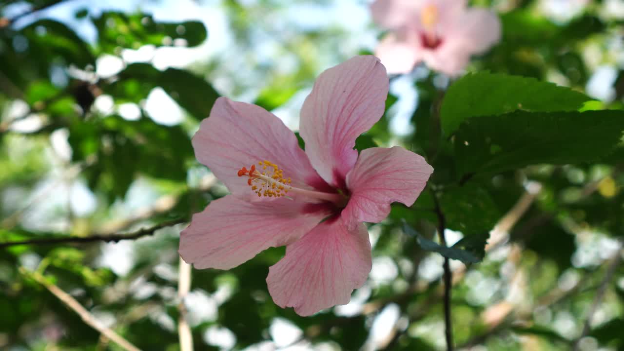 芙蓉花在树上视频素材