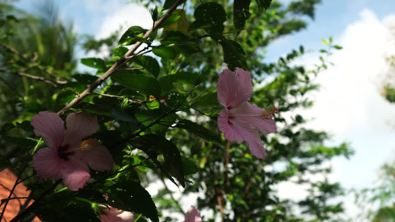 粉红色的芙蓉花在花园里视频素材