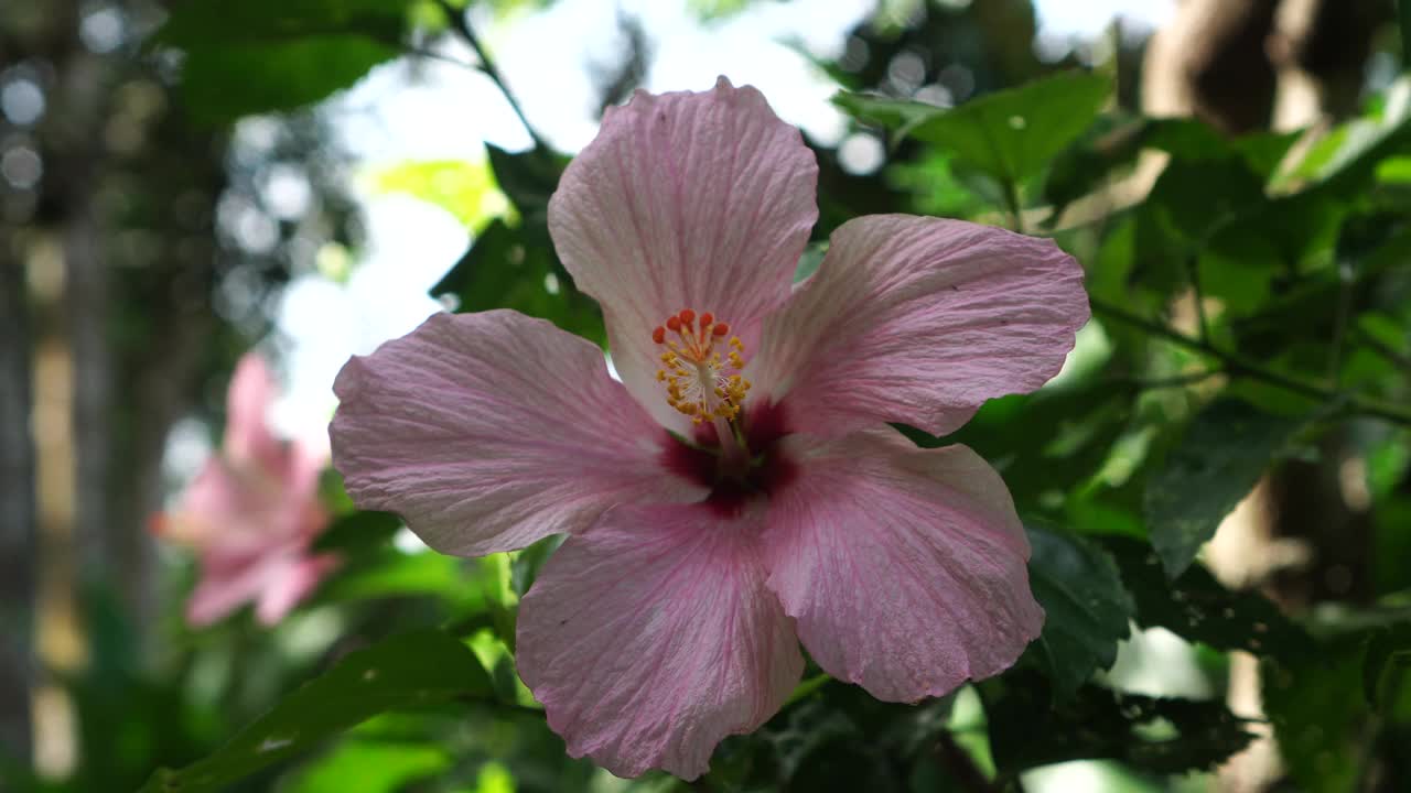 芙蓉花特写视频素材