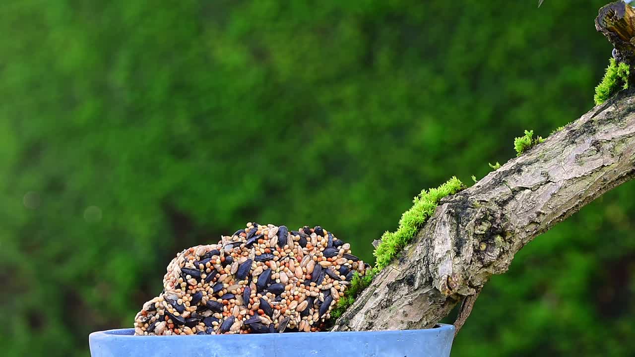 大山雀正在吃种子，啄着花形的鸟食器。视频下载