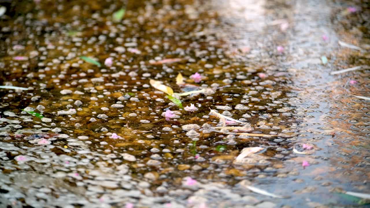 森林中水流的图像，充满了碎片和泥土视频下载