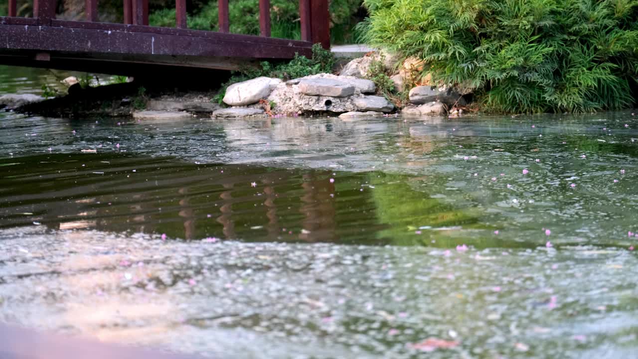 森林中水流的图像，充满了碎片和泥土视频素材