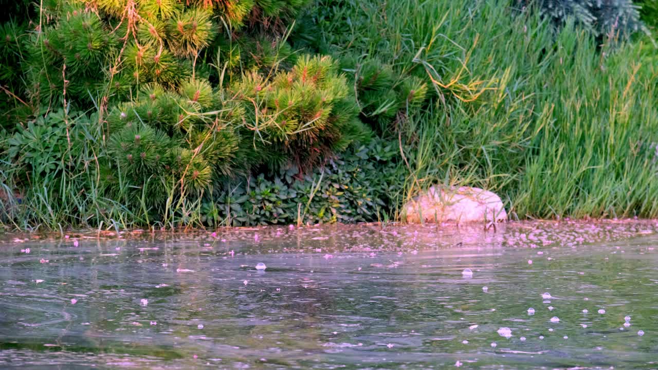 森林中水流的图像，充满了碎片和泥土视频素材