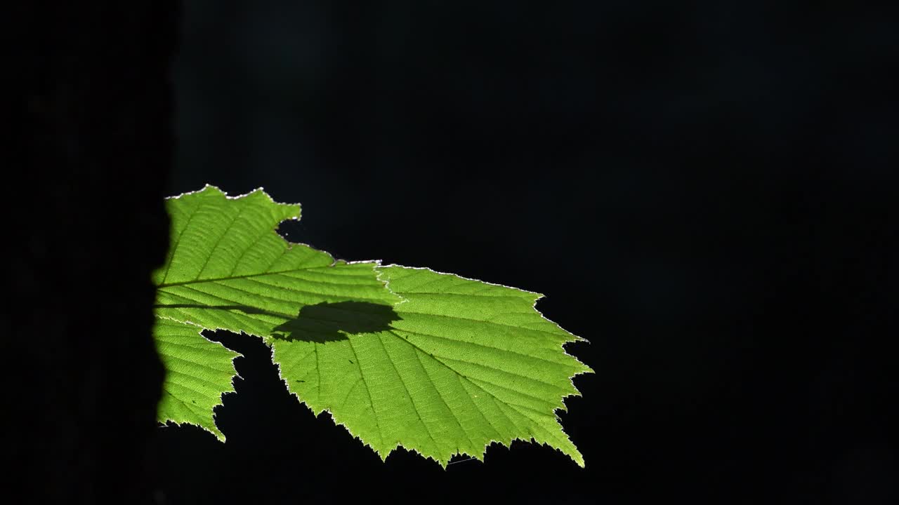 在黑暗的森林深处，树叶抵挡阳光的镜头。野外的细节。视频下载