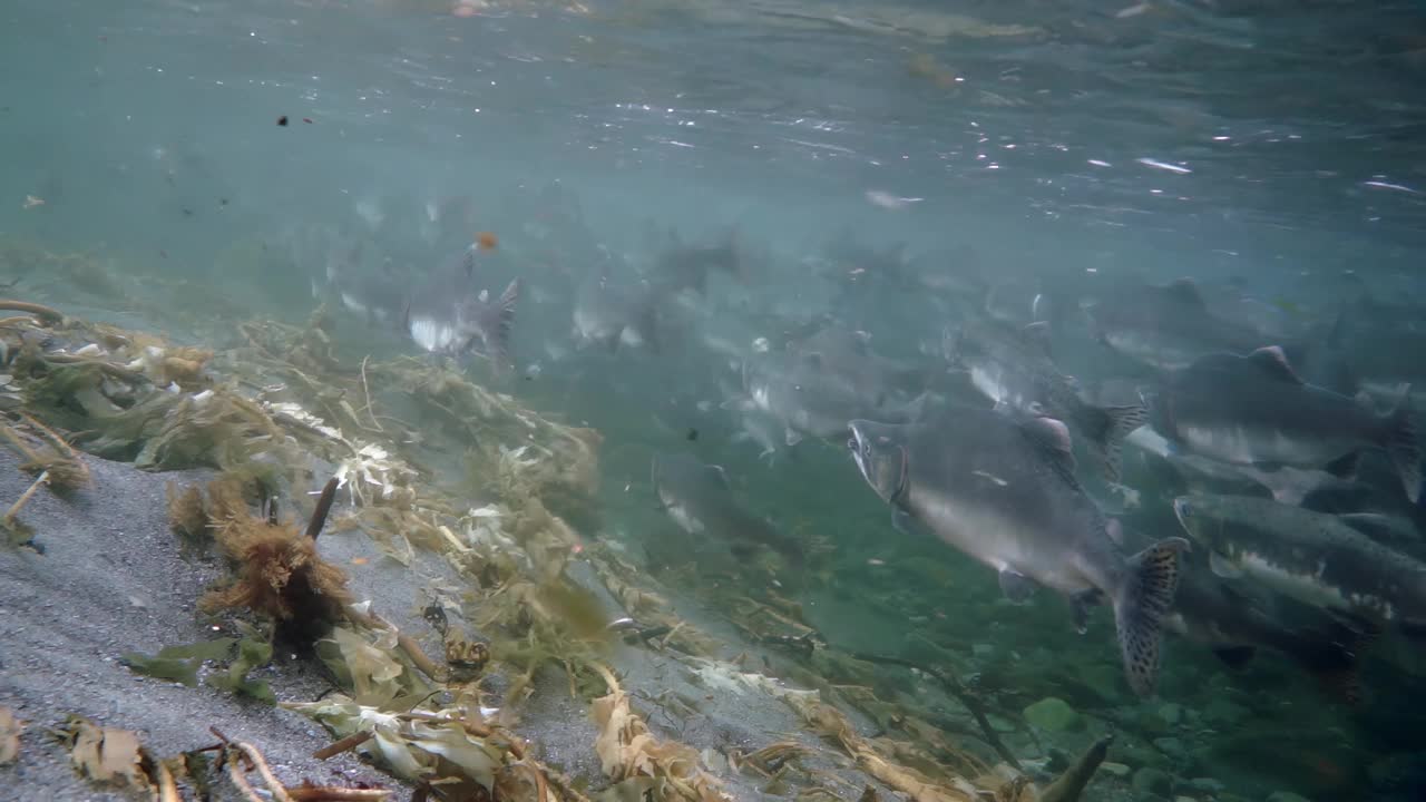 在海浪下:鲑鱼在清澈的海岸水域游动视频素材