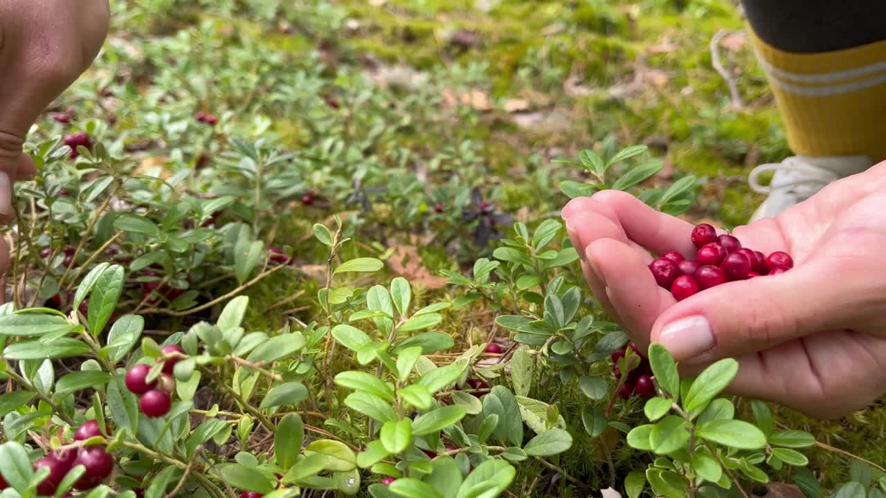 在森林里用手收割越橘的妇女视频下载