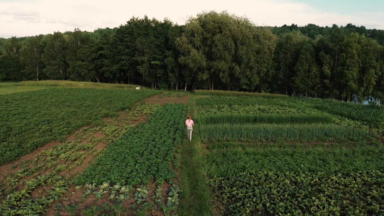 鸟瞰美丽的女人在森林附近的夏日田野草地上奔跑。视频下载