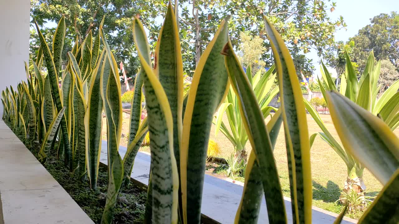 在墙的边缘上种着桑叶属植物视频下载