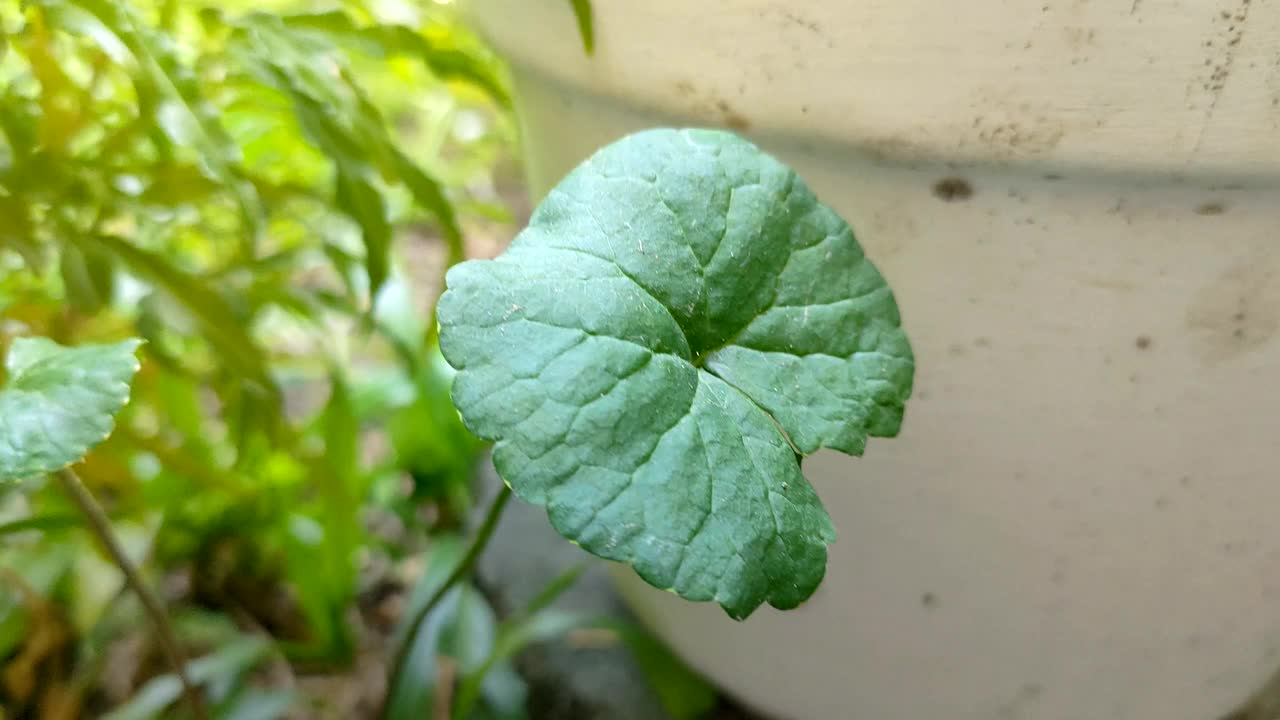 草本植物-考拉叶视频下载