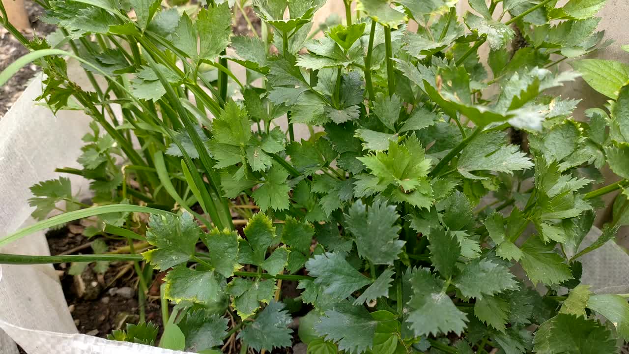 从亲本繁殖芹菜植株视频下载