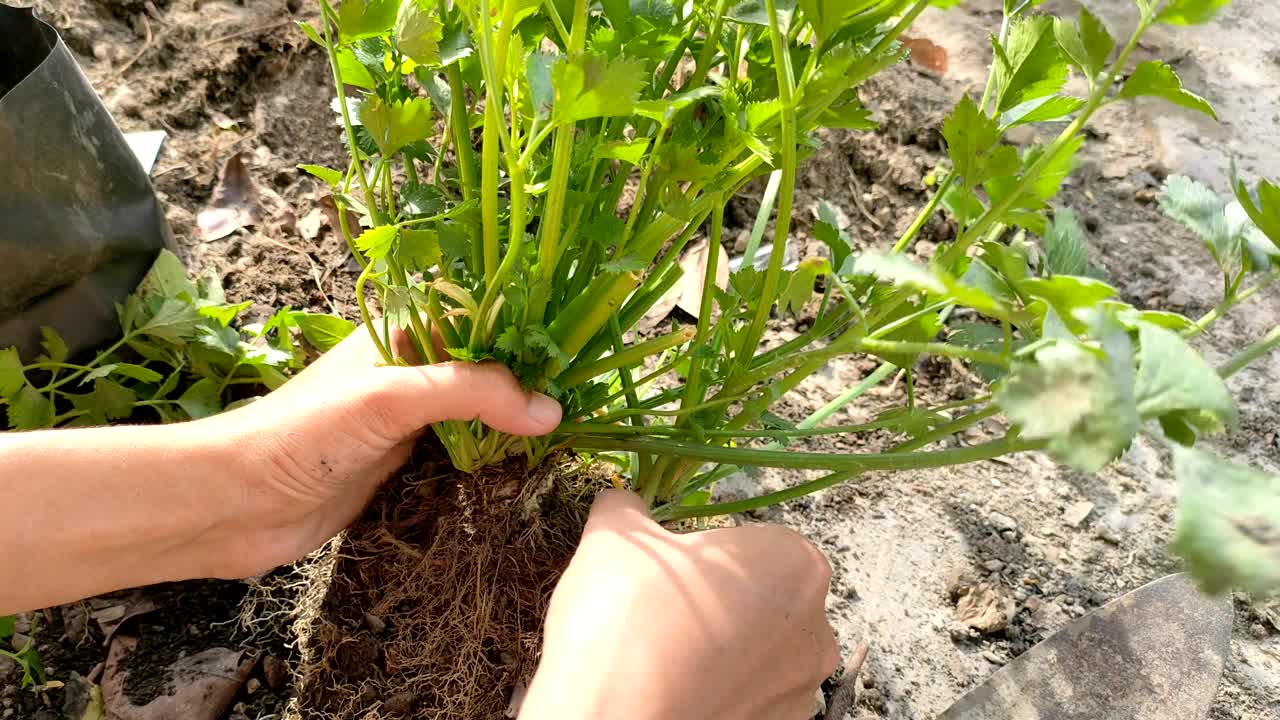 从亲本繁殖芹菜植株视频下载