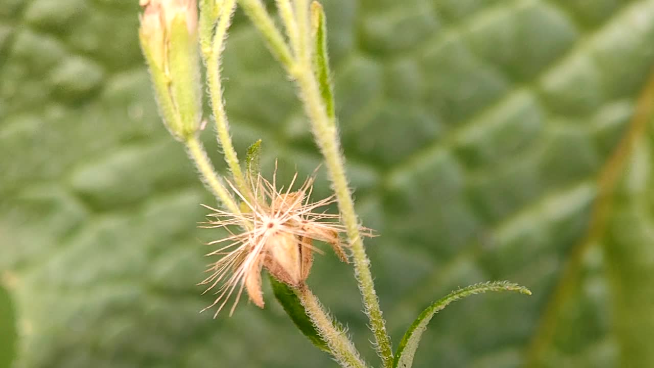 甜菊花-草本植物视频下载