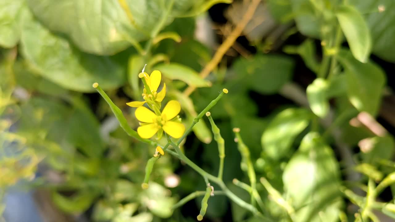 房子前面花园里的芥菜花视频素材