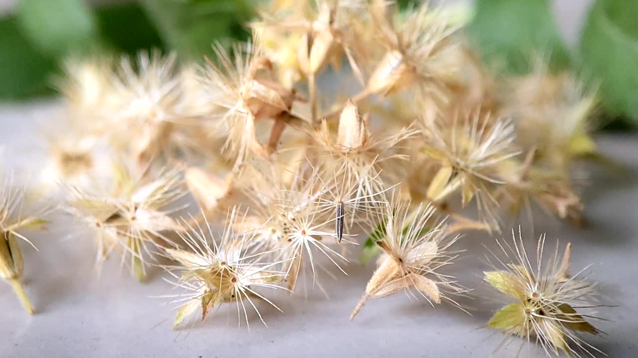 甜菊花-草本植物视频下载