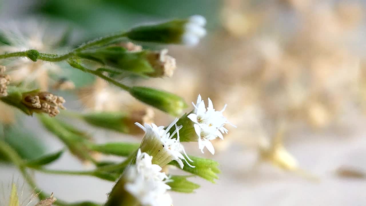 甜菊花-草本植物视频下载