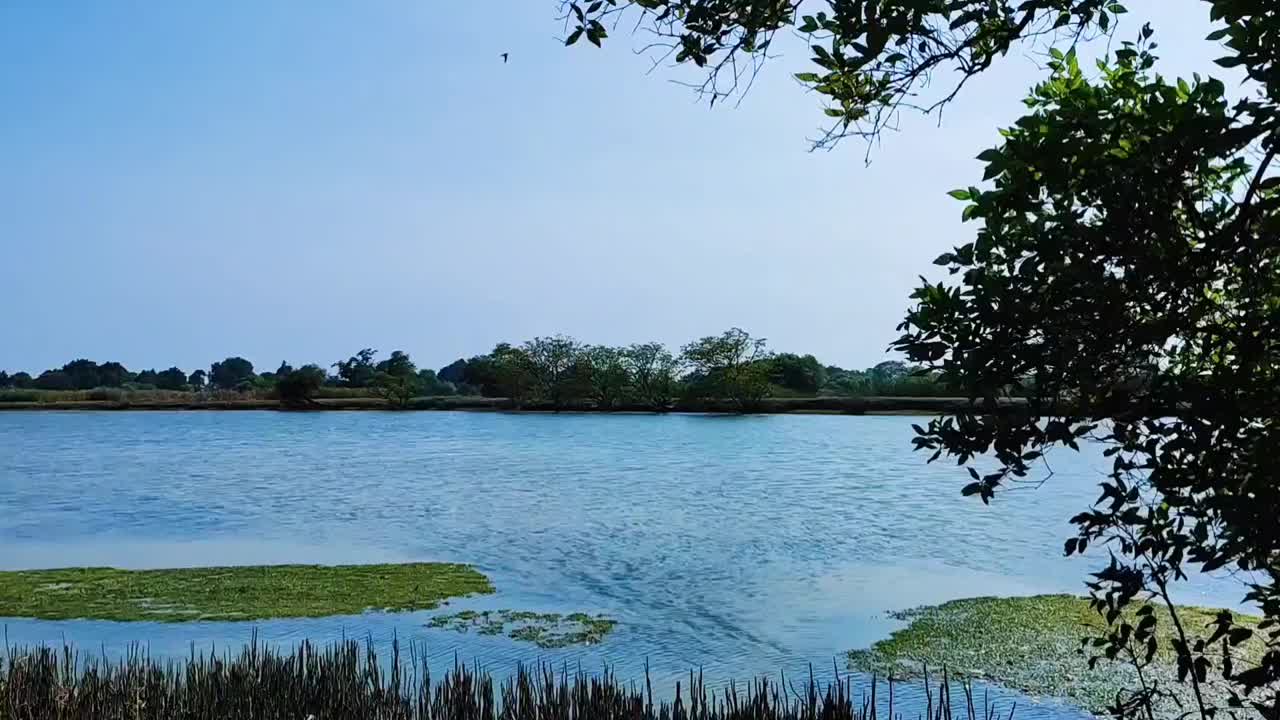 美丽的池塘鱼或湖在日光无面视频的看法视频下载