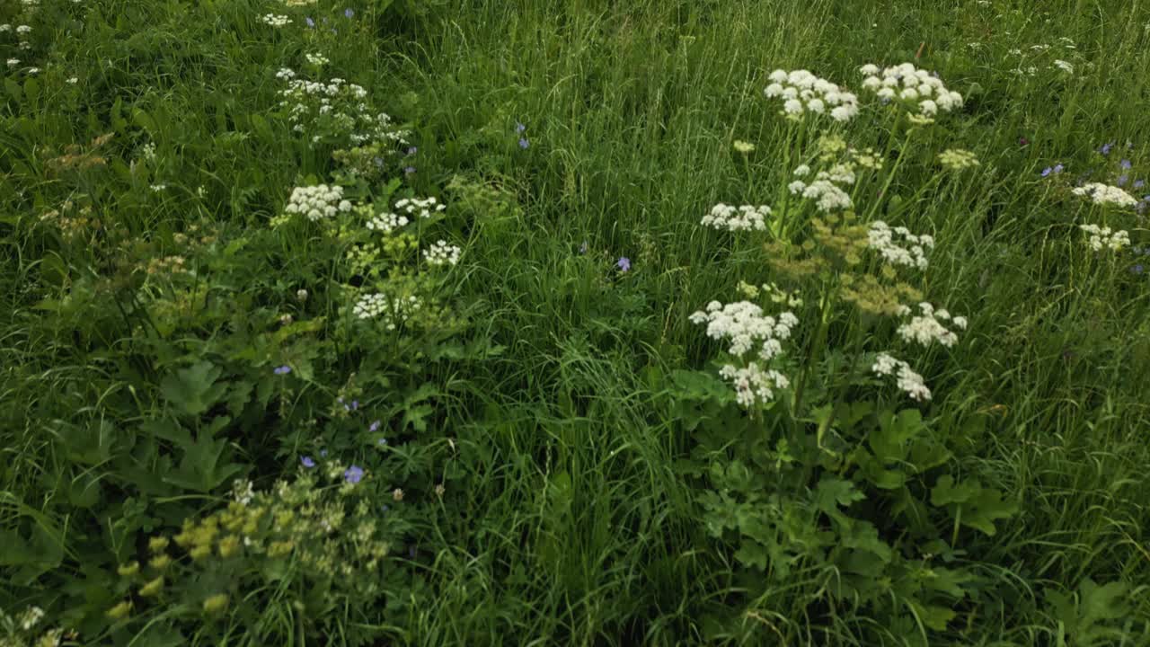 美丽的教堂坐落在绿色草地上的山谷中，背景是高山，白云石，意大利，欧洲，无人机视频素材