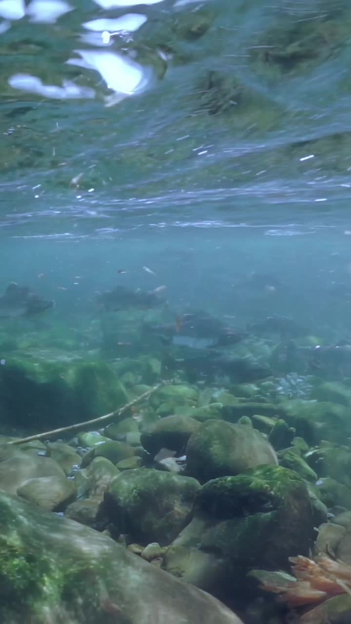 水下鱼群的鲑鱼游过岩石栖息地视频素材