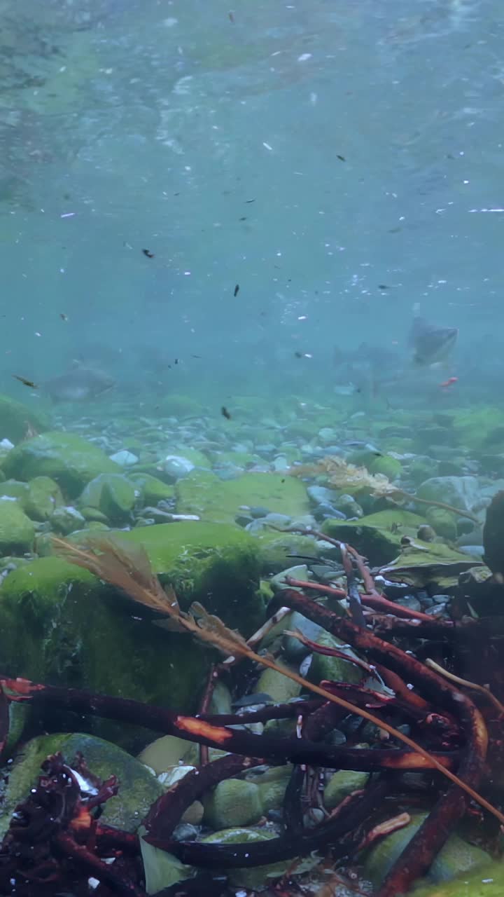 在宁静的岩石湾进行神秘的水下探险视频素材