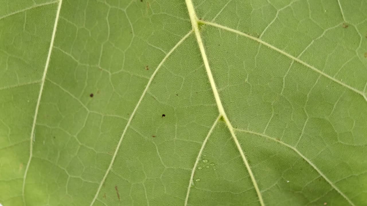 近距离的旋转宏观叶表面显示植物细胞教育。绿叶的植物纹理和图案。叶脉泛动。自然概念视频下载