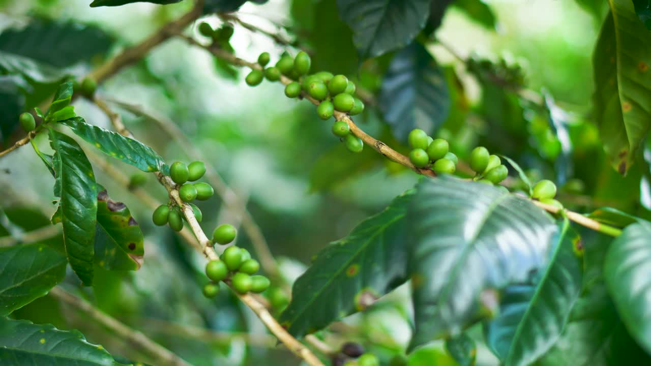 咖啡种植园。视频素材