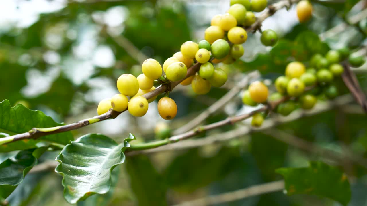 咖啡种植园。视频素材