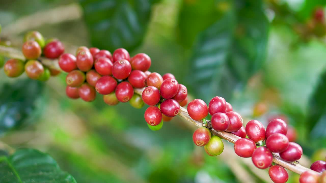 咖啡种植园。视频素材