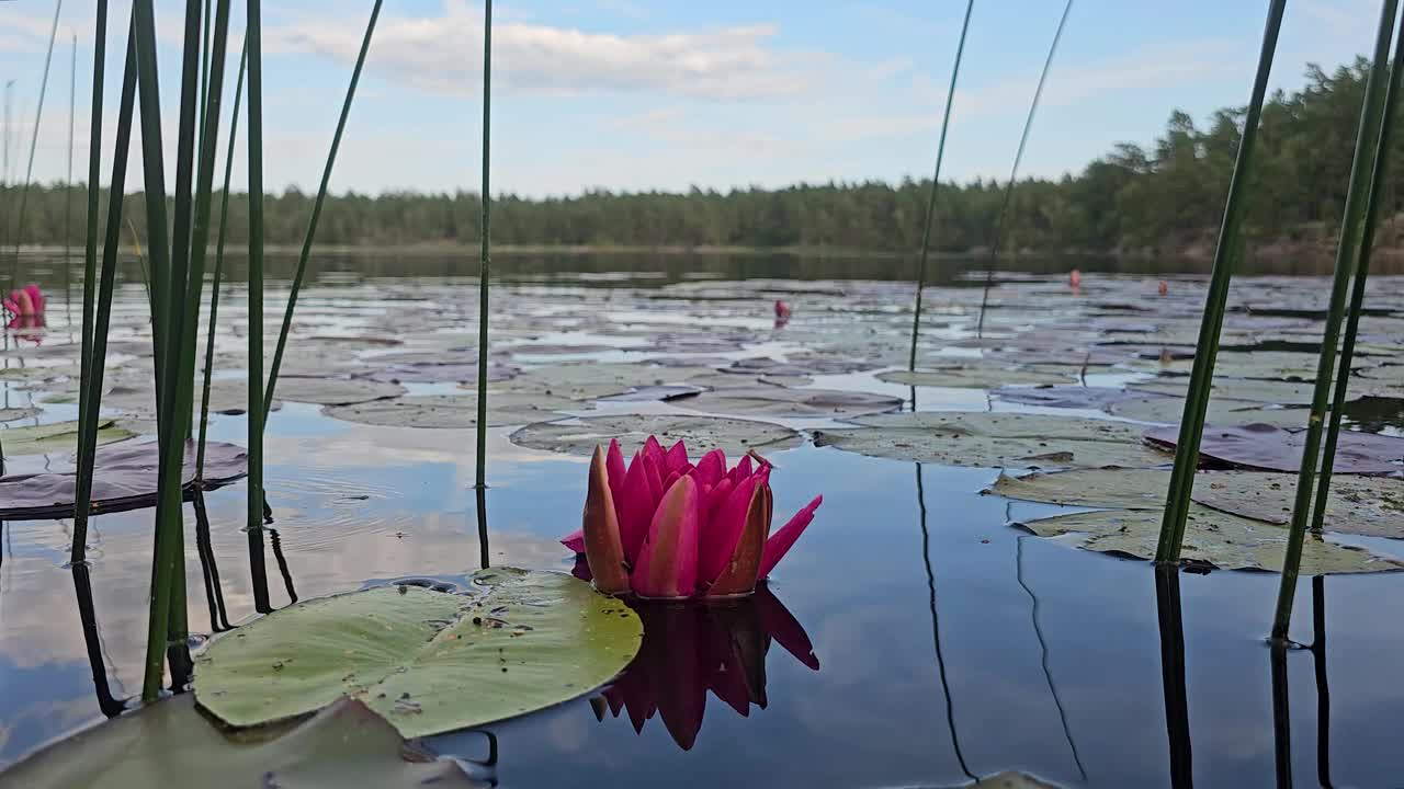 夏天，瑞典湖中的红莲视频下载