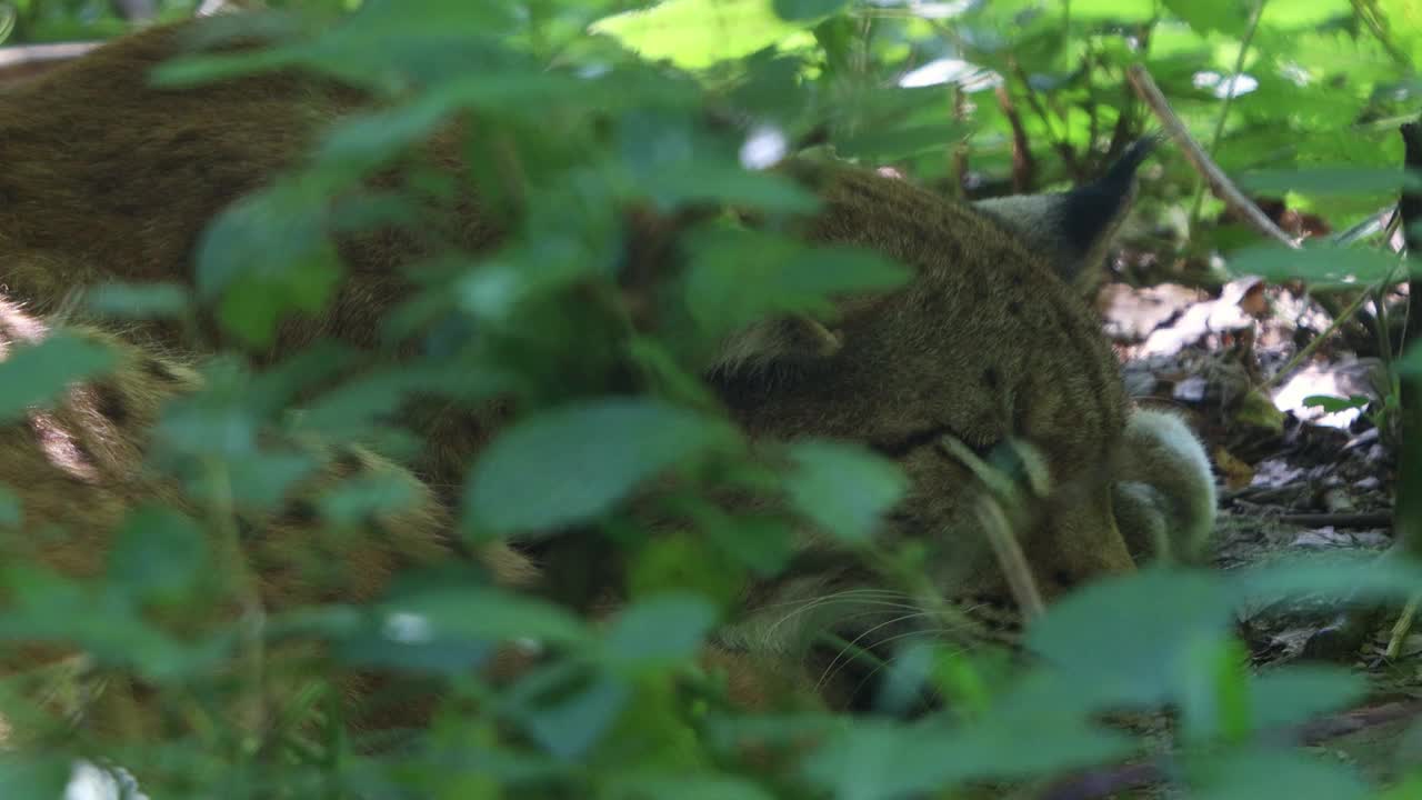 山猫在森林里的4k 30fps视频视频下载