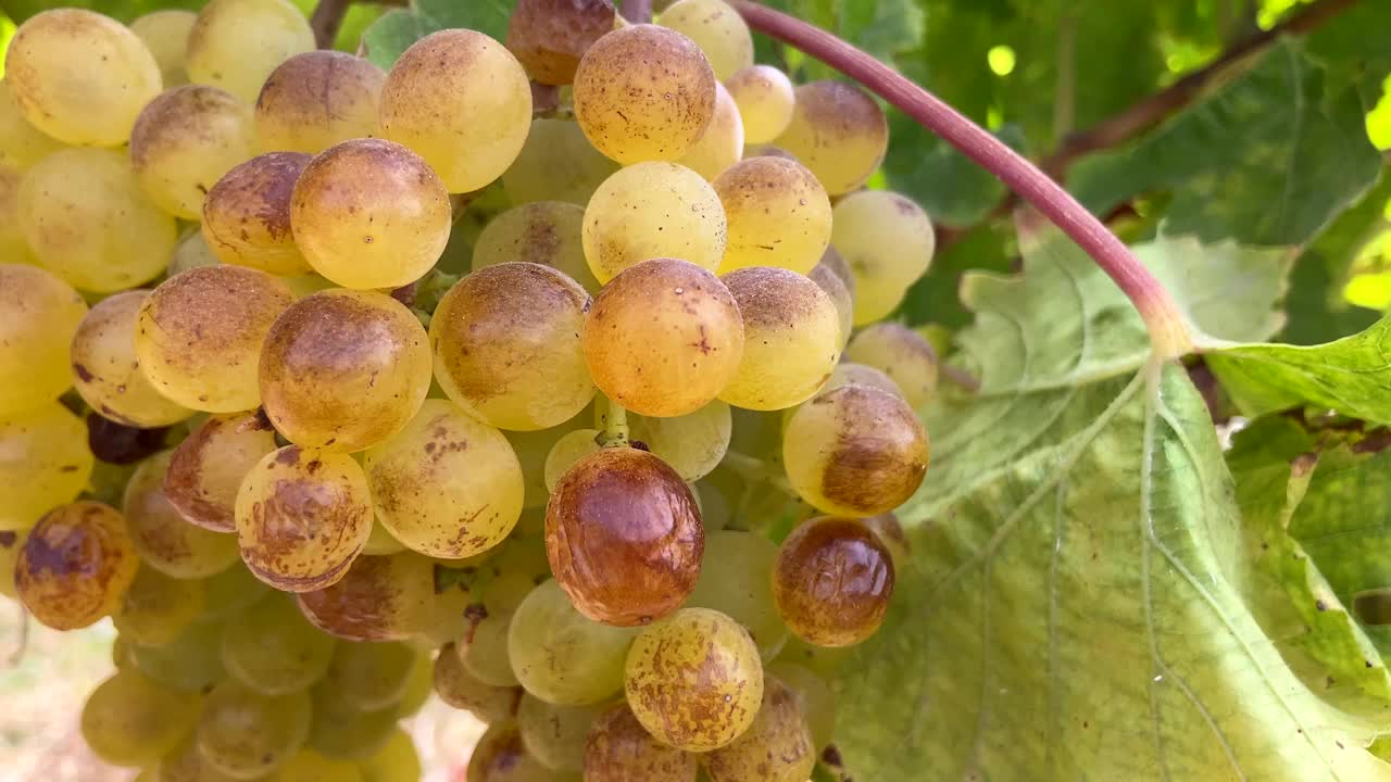 酒庄里成熟的白葡萄，收获季节美丽的农业景象，秋天的葡萄谷，西班牙加那利群岛特内里费岛吉玛尔的葡萄园产业。视频下载