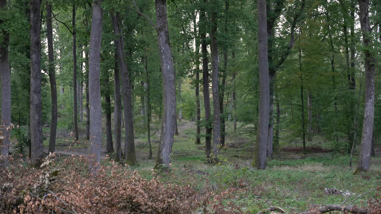 松林树木高大，枝叶苍翠，林地自然步道视频素材