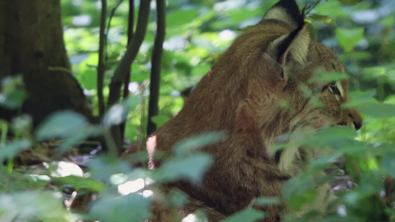 森林里的山猫4k 25fps视频视频下载