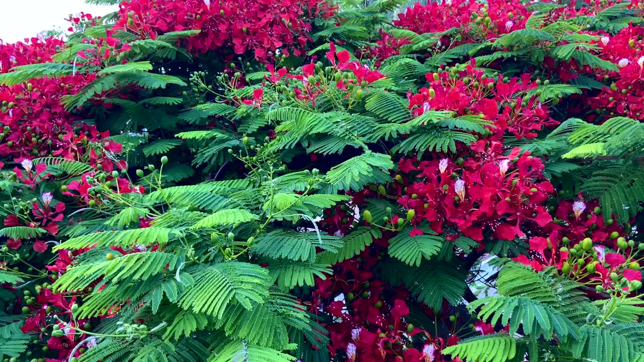 红色艳丽的树花也被称为皇家Poinciana,Delonix regia，火焰树，凤凰花作为自然背景视频下载