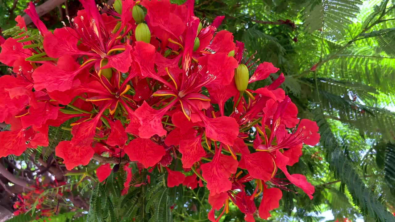 红色艳丽的树花也被称为皇家Poinciana,Delonix regia，火焰树，凤凰花作为自然背景视频下载