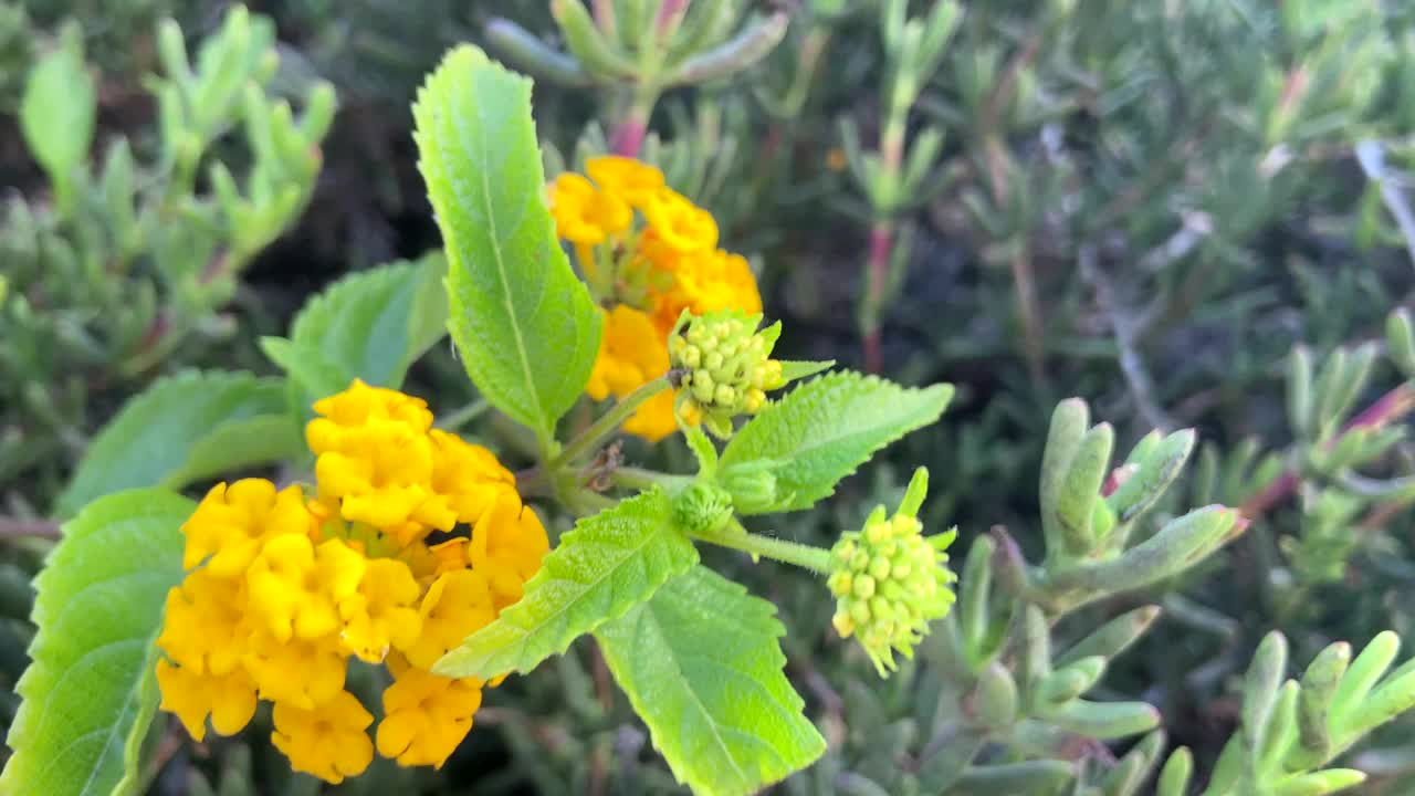 大蕉是一种开花植物，原产于美洲热带地区。视频下载