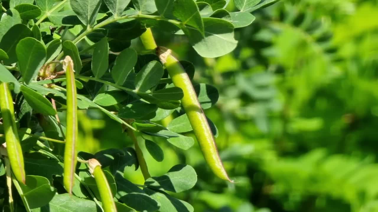 黄灌木金合欢。在阳光下长有豆荚的落叶植物。视频素材