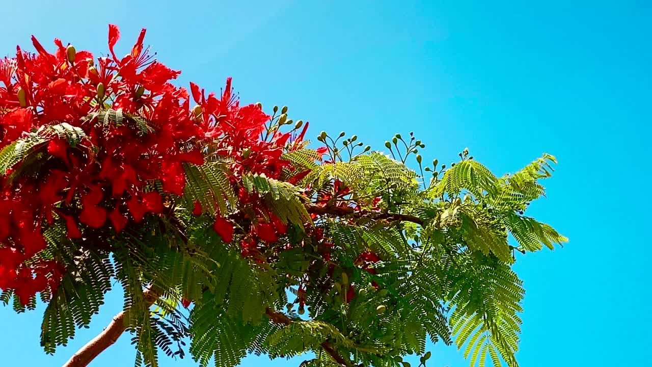 红色艳丽的树花也被称为皇家凤凰花，龙葵，火焰树，凤凰花在蓝天作为自然背景。视频下载